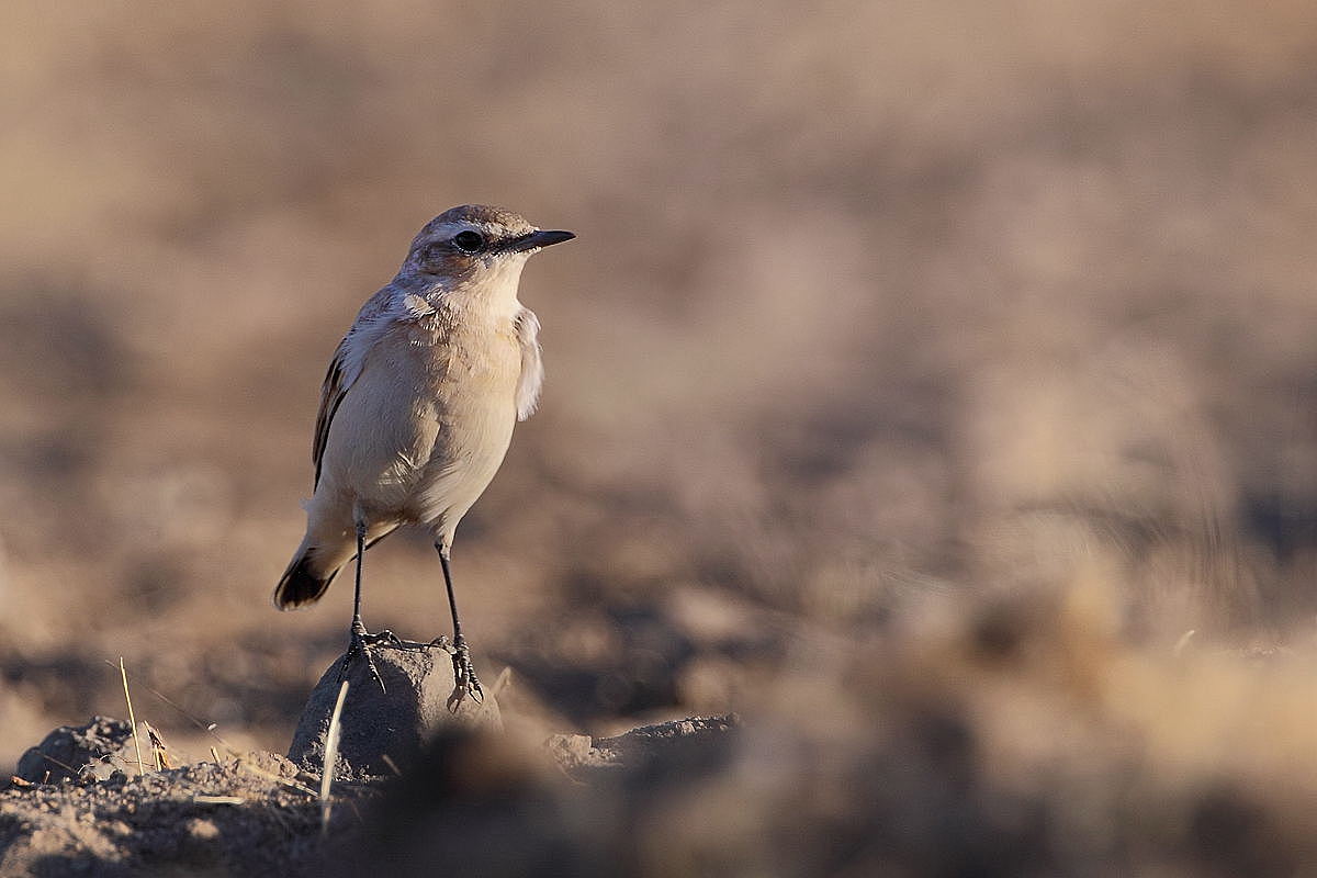 Culbianco Isabellino