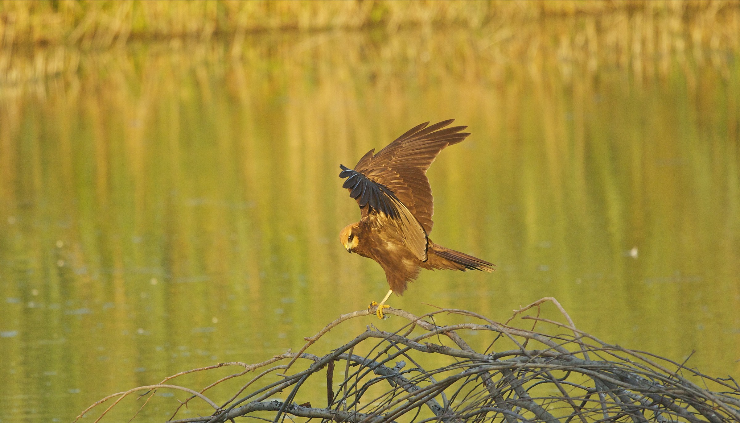 Marsh Harrier female