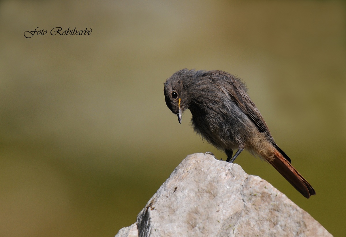 Codirosso spazzacamino...l'inchino...