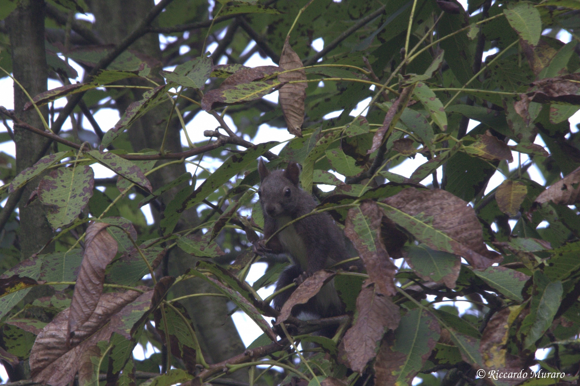 sicurus vulgaris curiosus