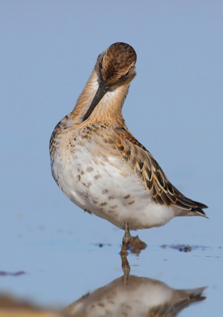 Dunlin