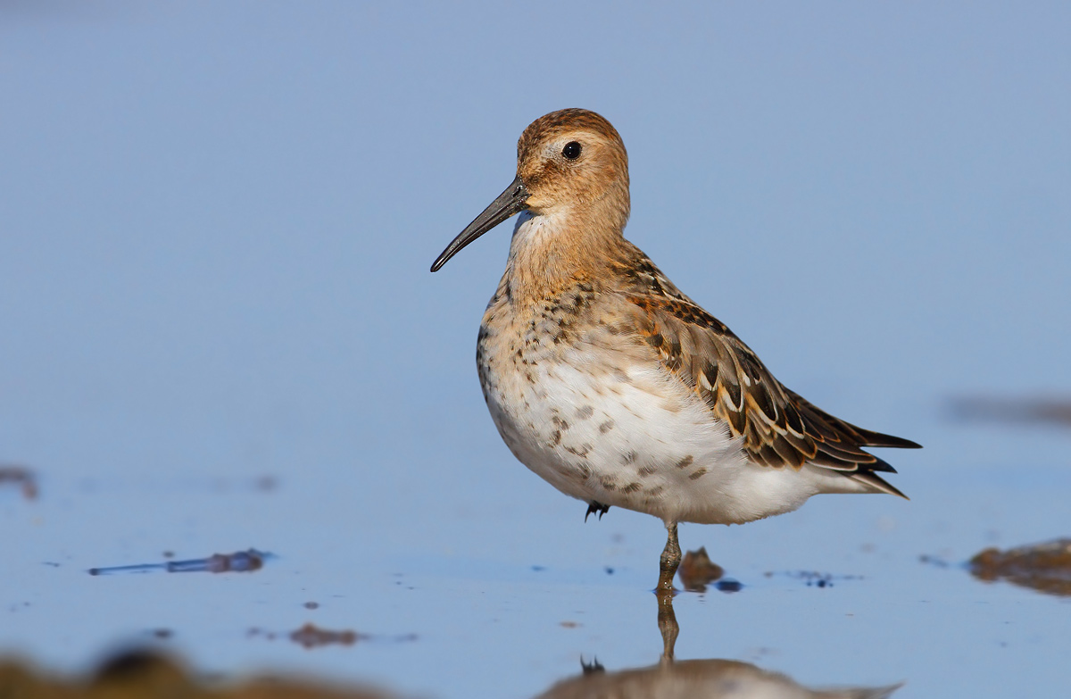 Dunlin