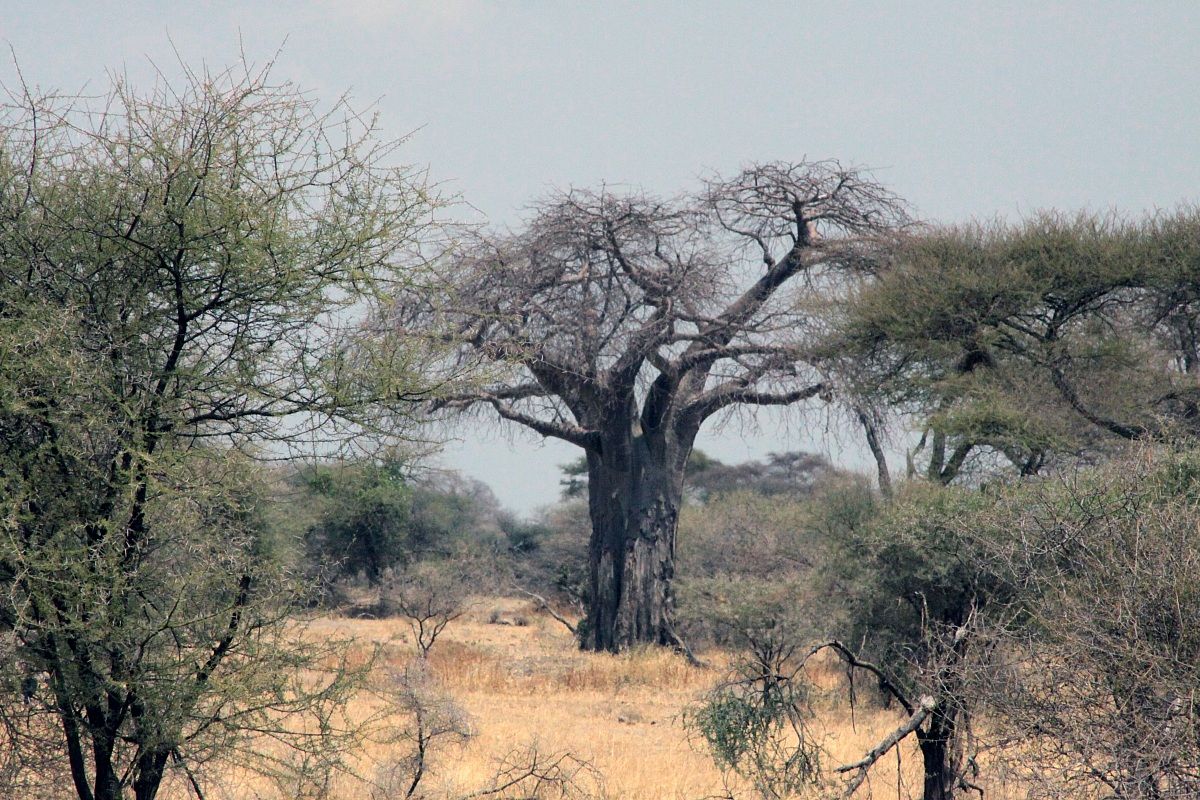 Baobab al Tarangire