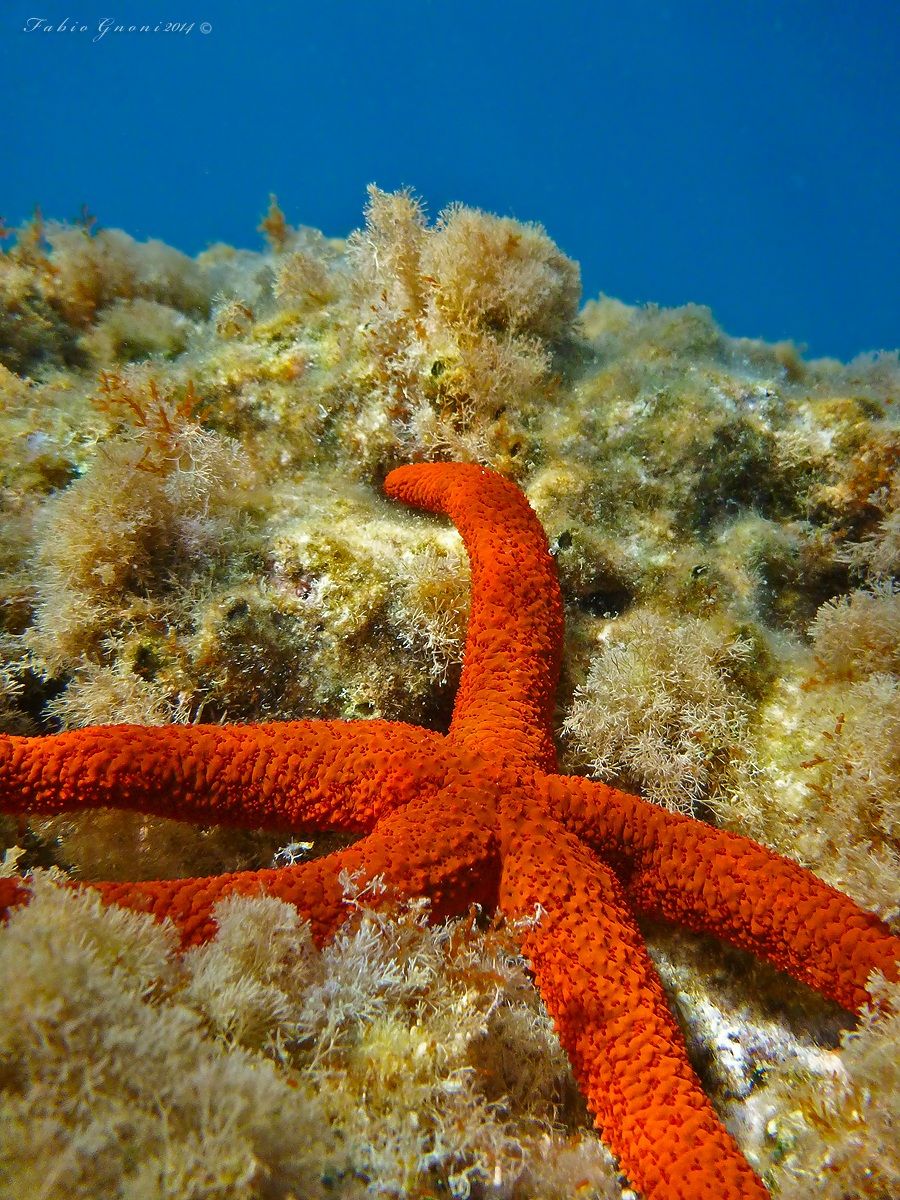 Stella marina (Echinaster sepositus)