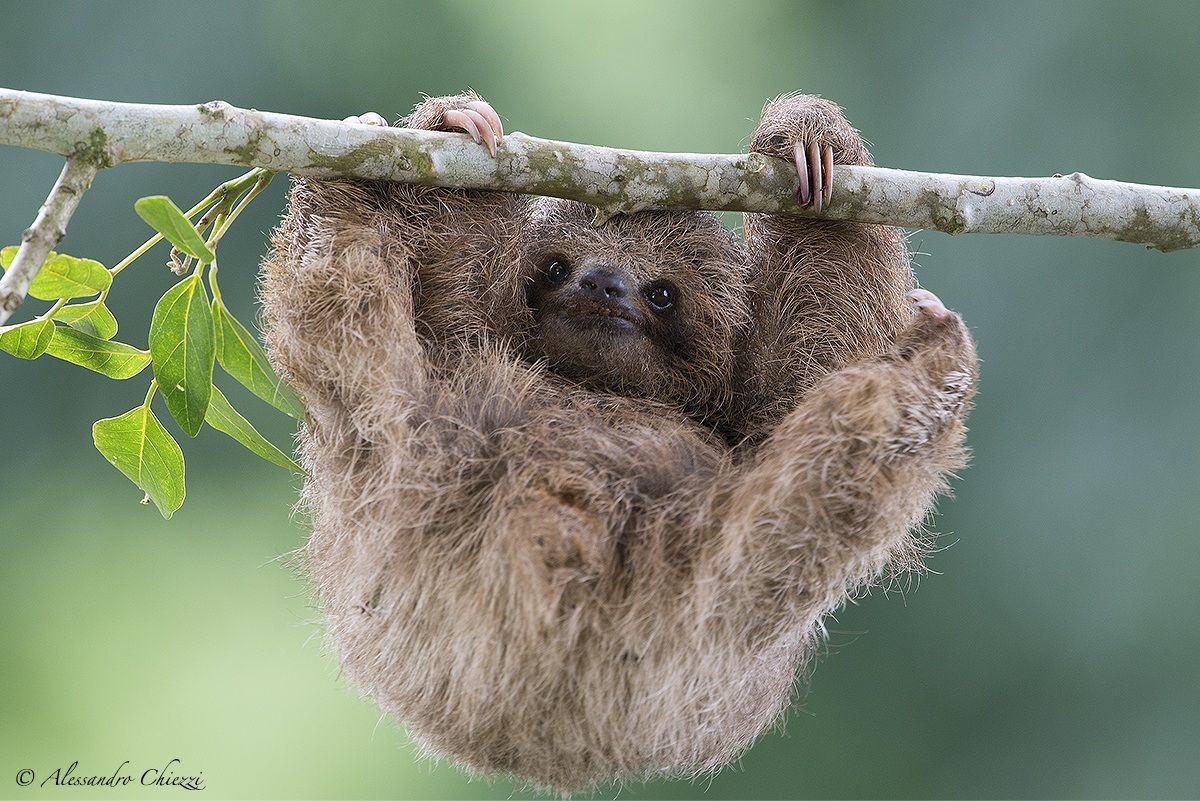 The exercises of the little sloth