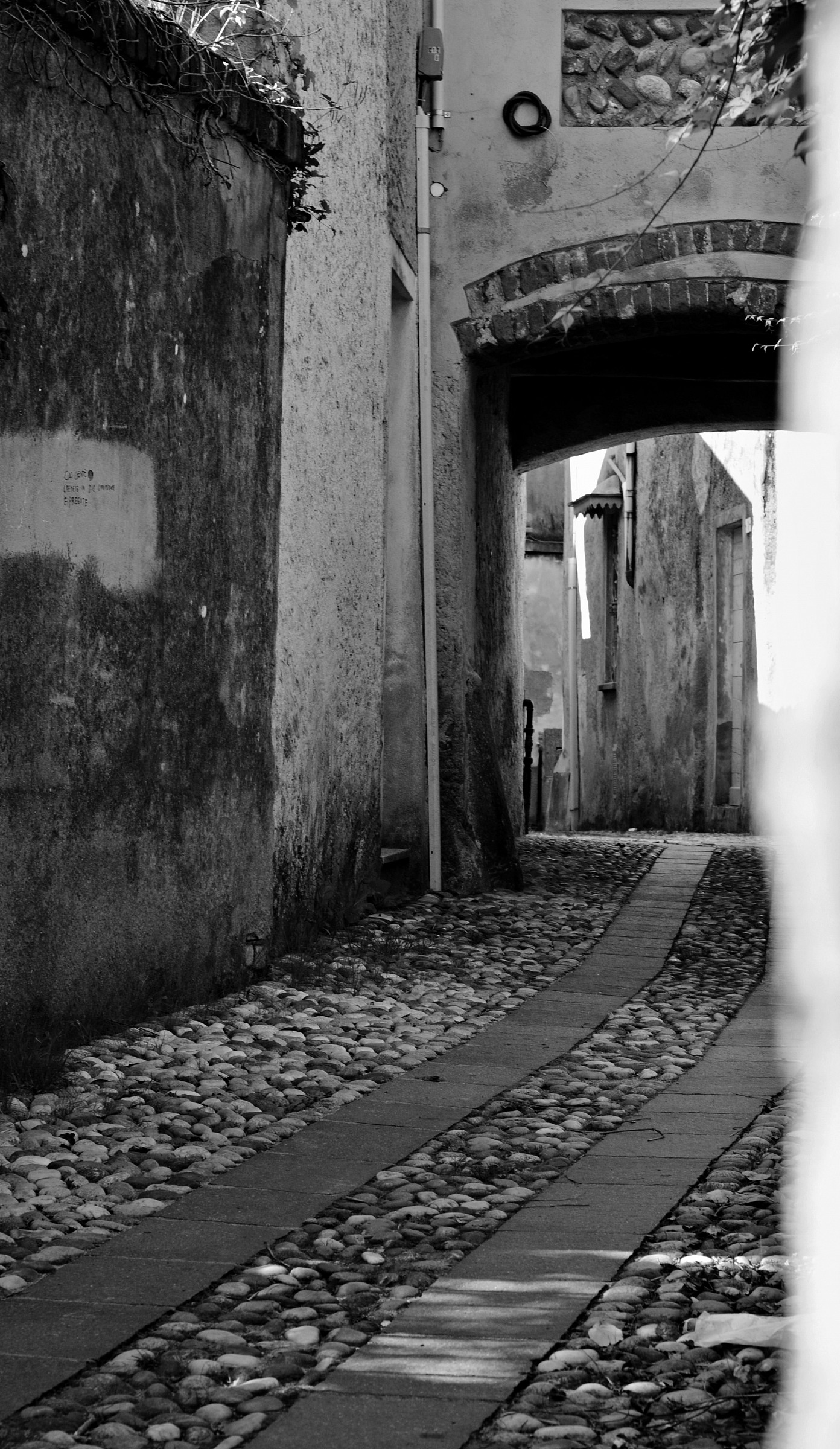 Peek out from behind the angola B / W