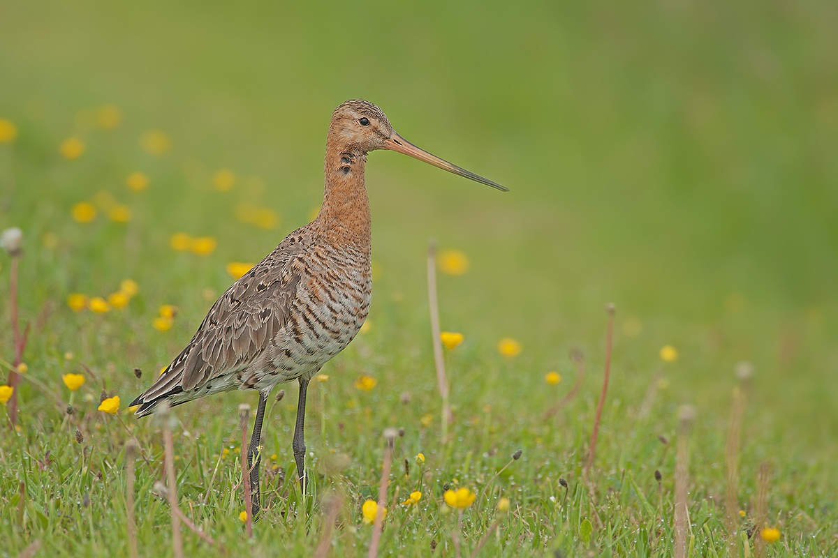Black-tailed Godwit