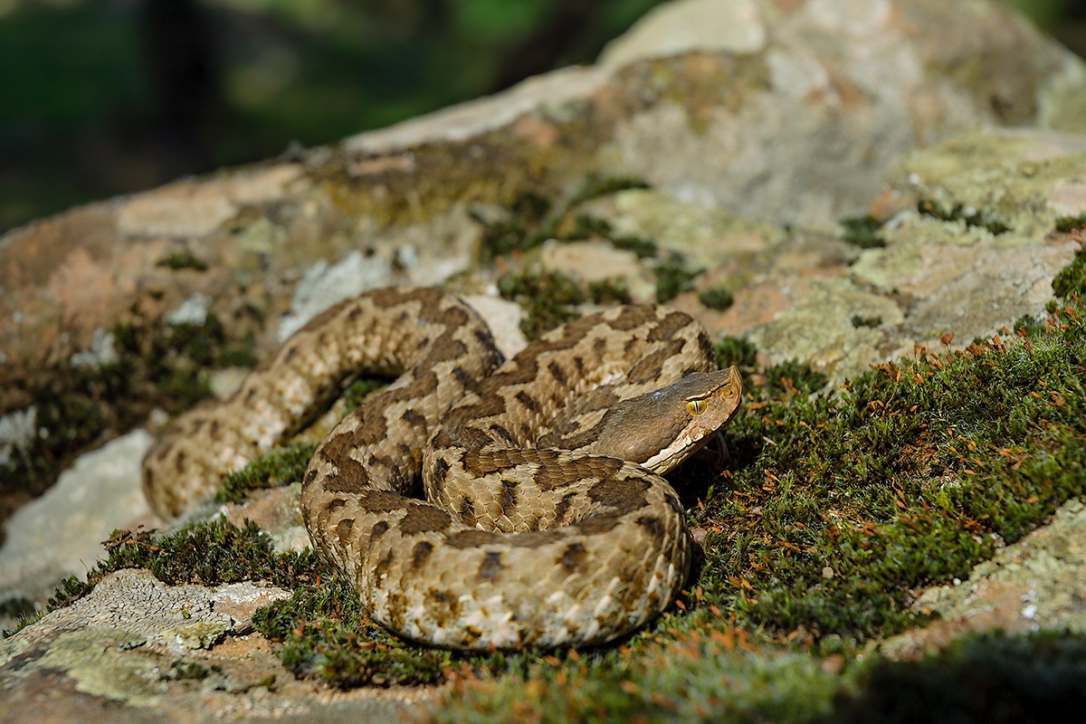 Vipera aspis hugyi