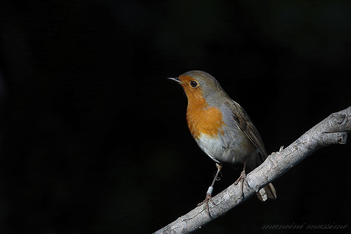 Pettirosso (Eerithacus rubecula)