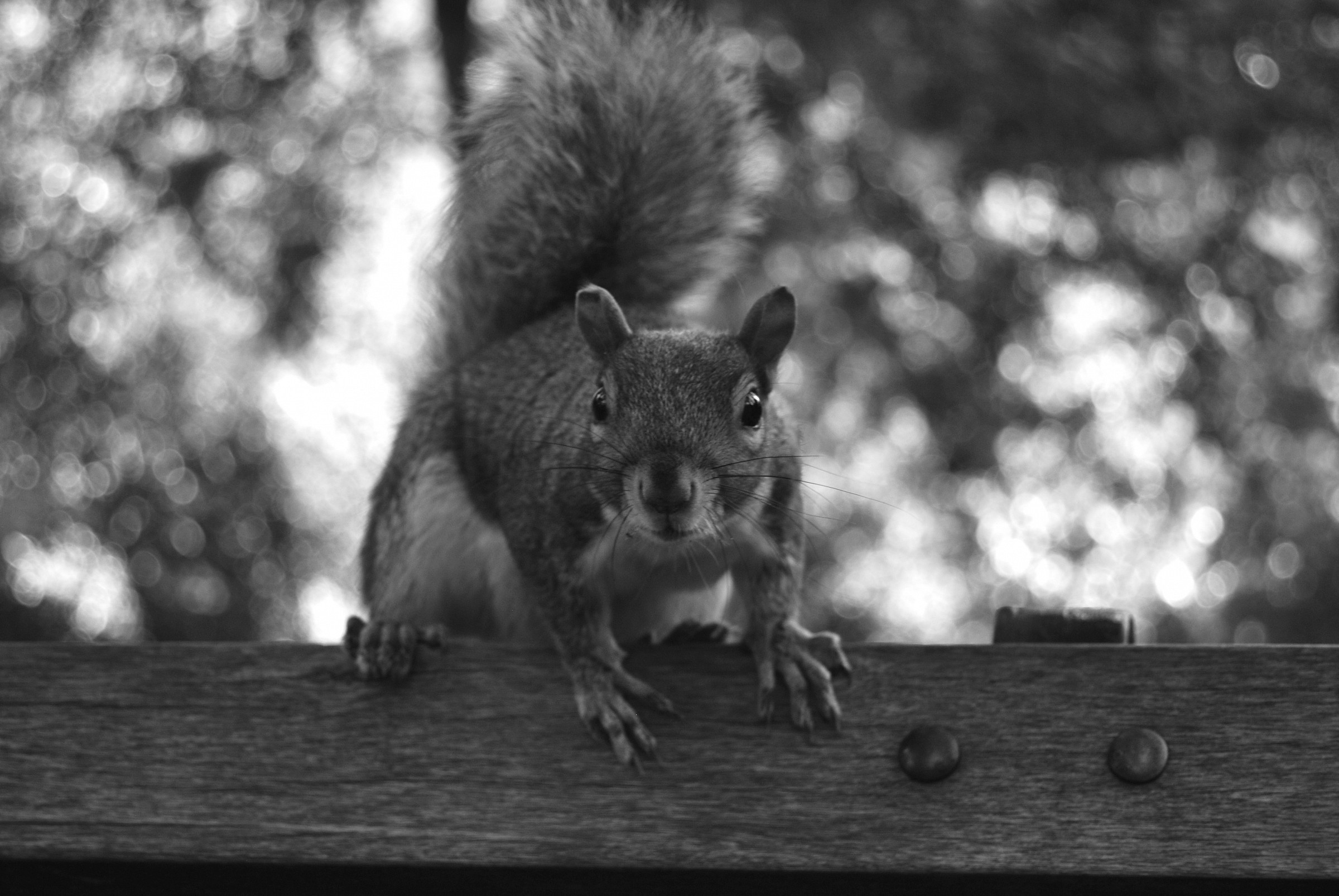Ehi qualcuno mi ha chiamato?
