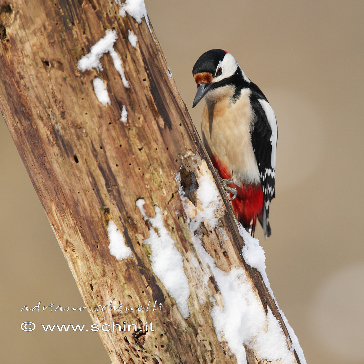 Picchio rosso maggiore maschio