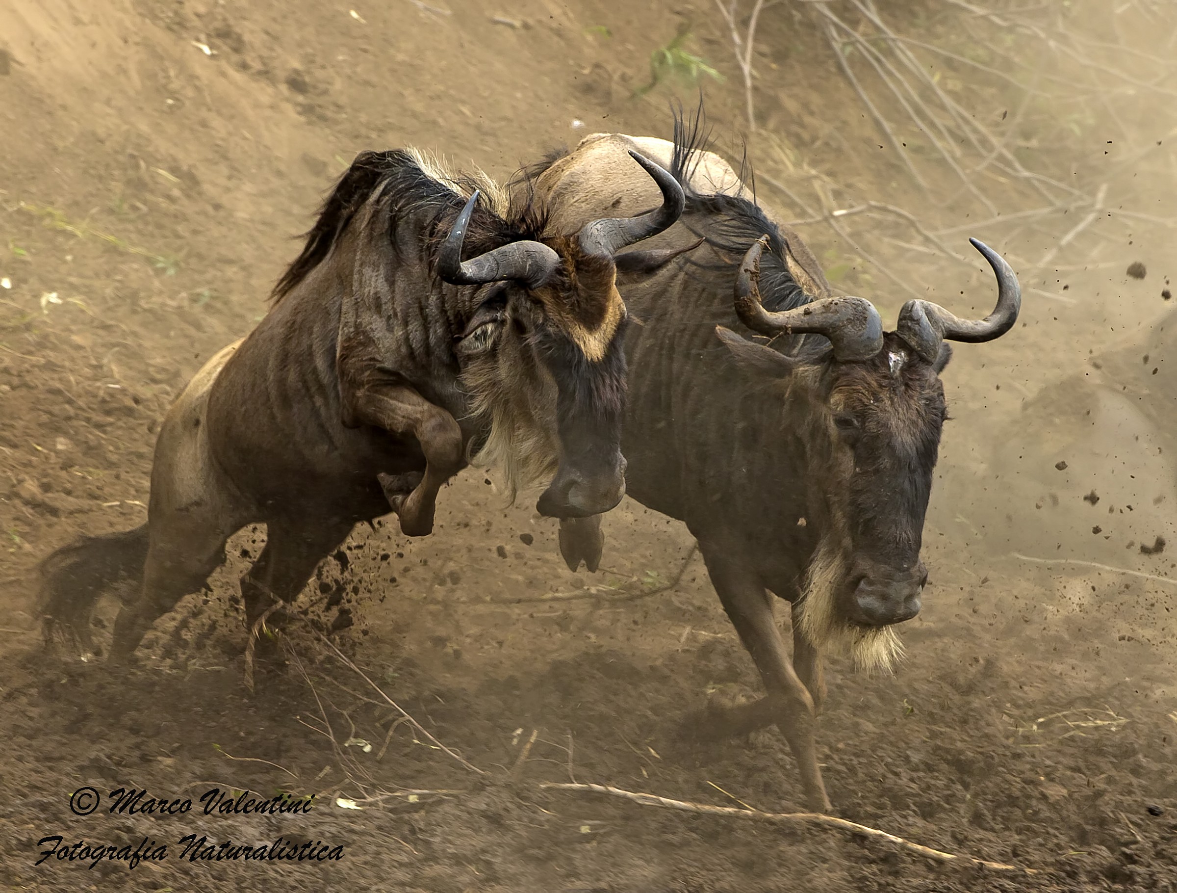 Gnu, la foto che preferisco
