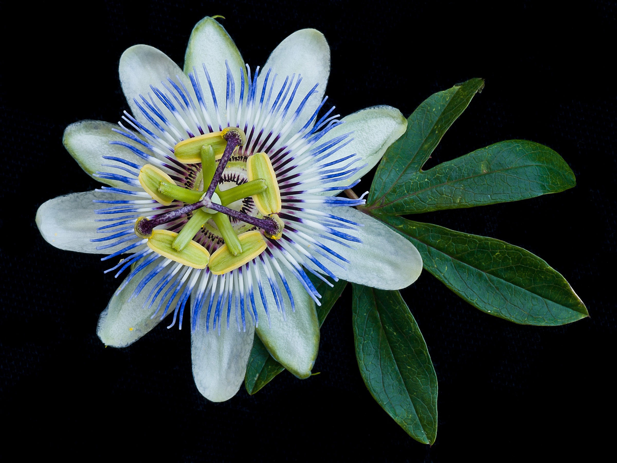 Passionflower