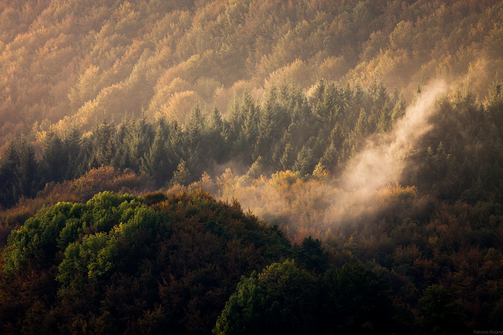 The awakening of the forest