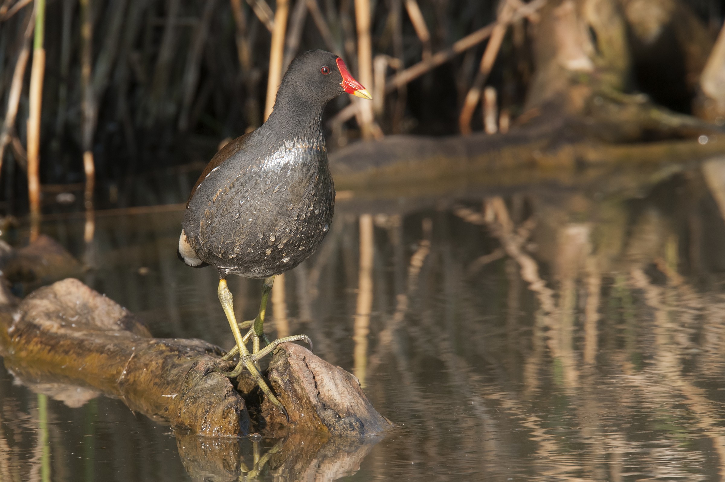 Moorhen Water