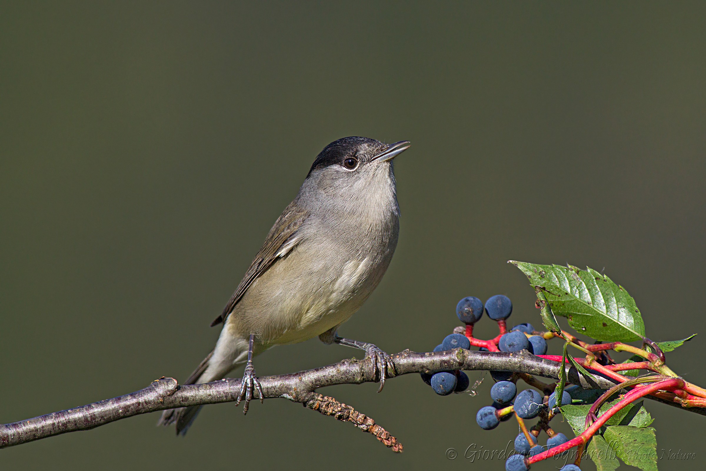 Blackcap male
