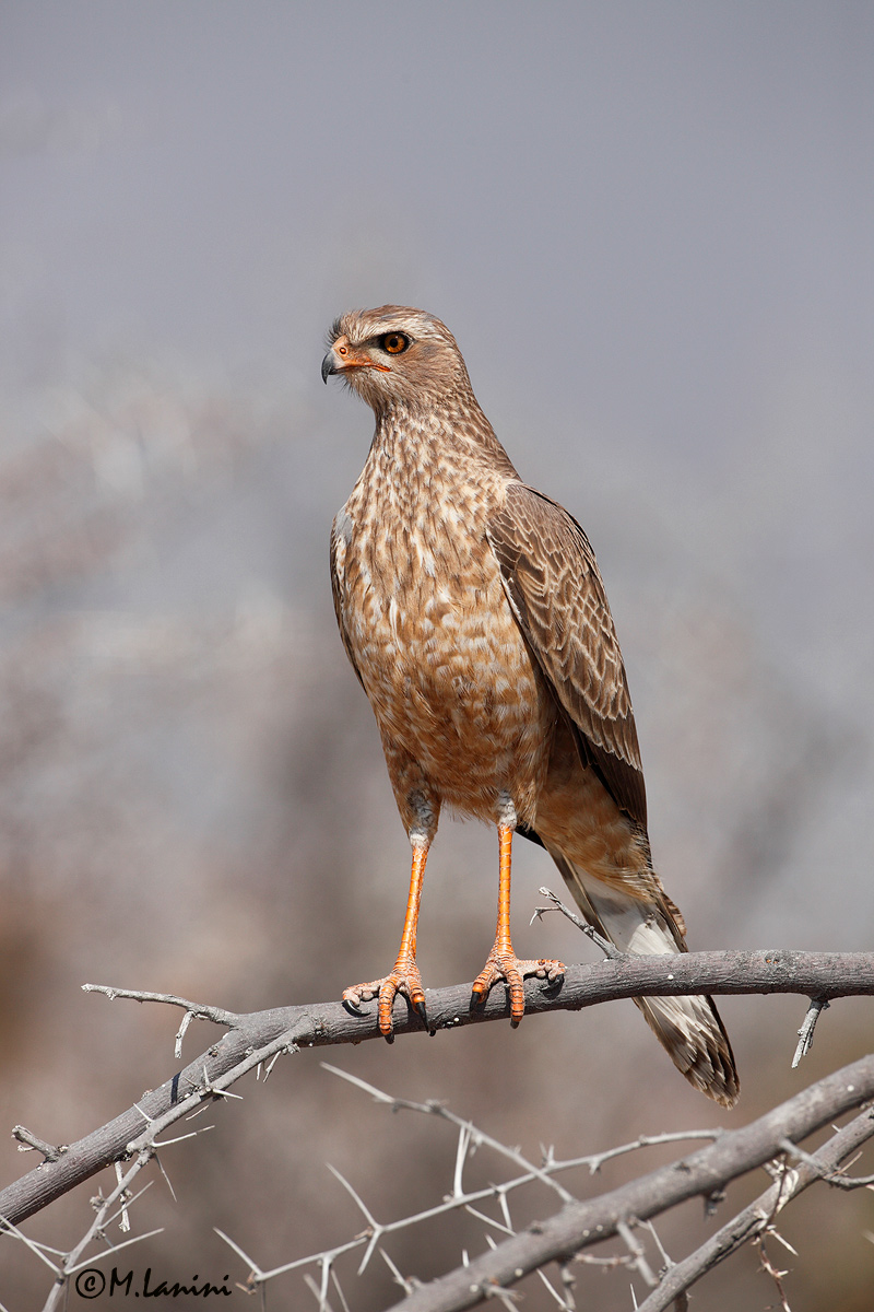 Giovane astore cantante(Melierax metebates)