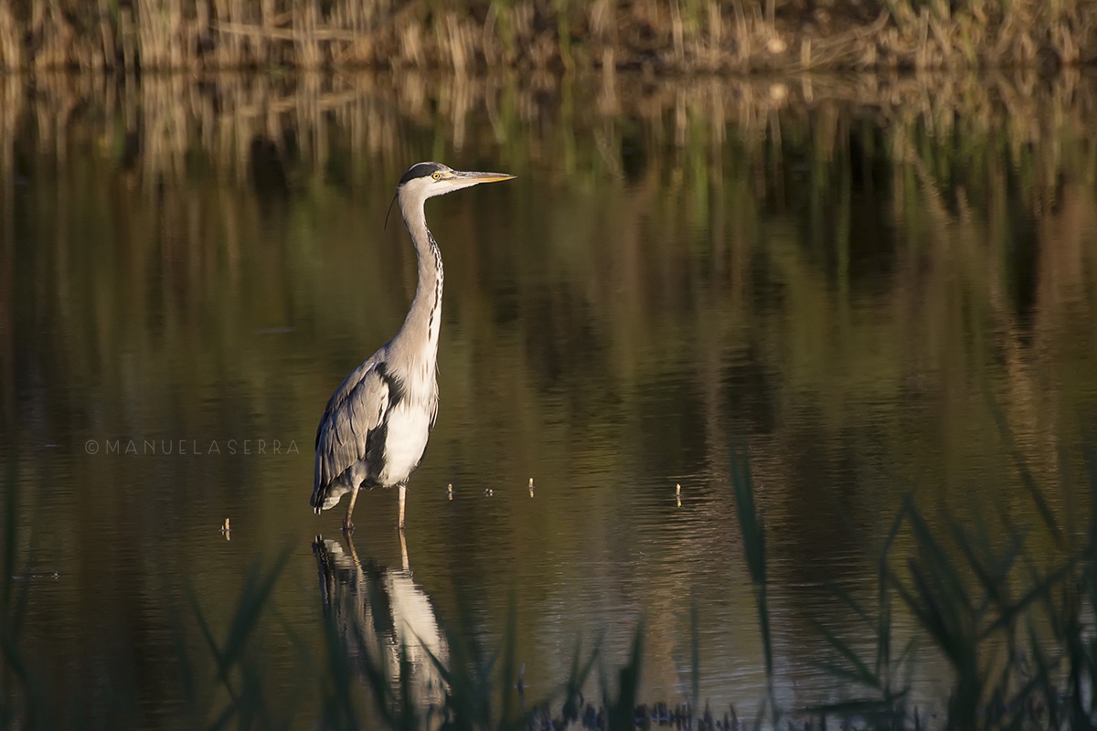 Airone cenerino al tramonto