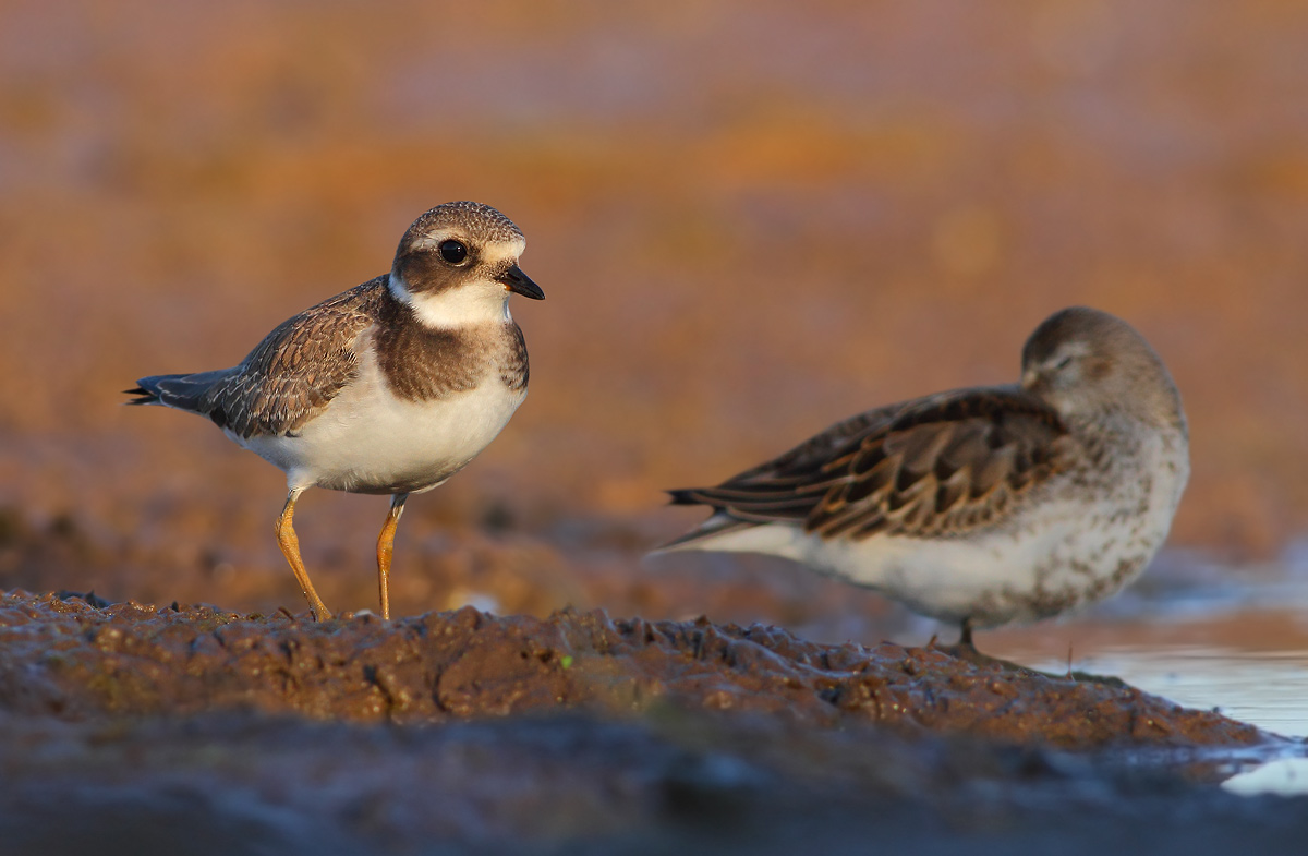 Ringed Plover