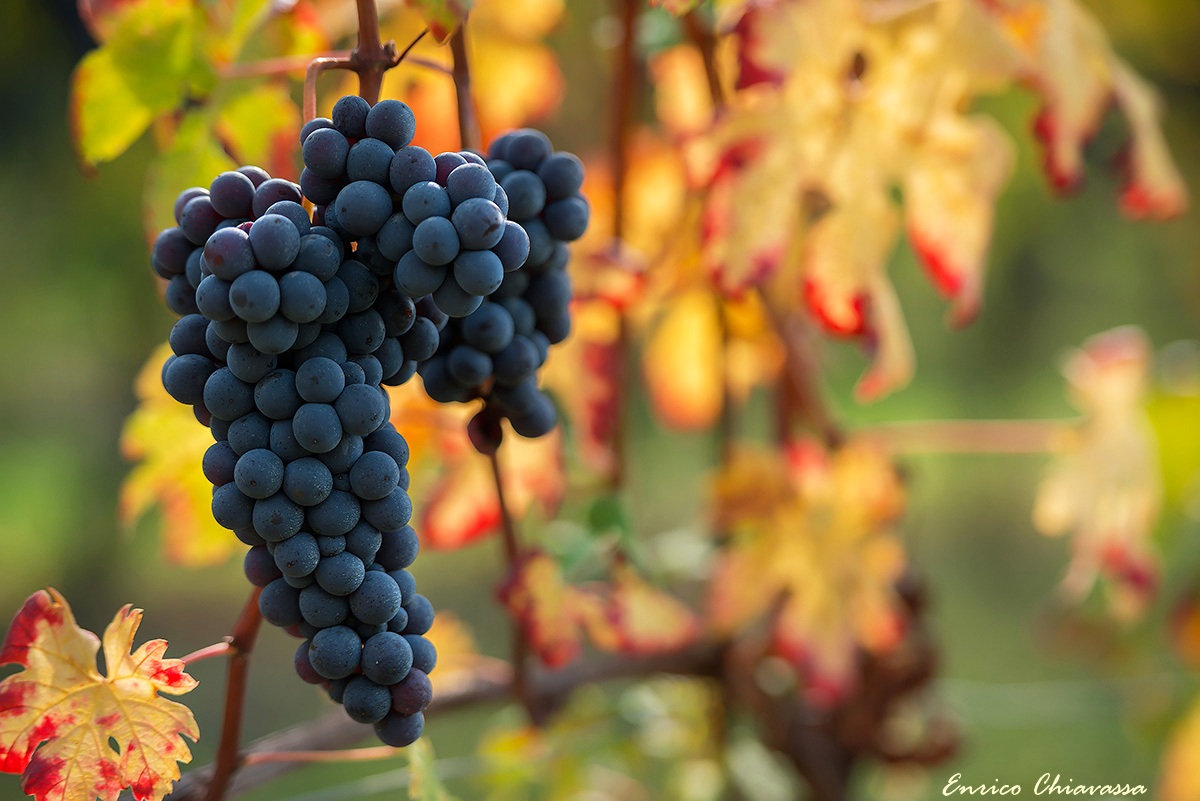 Langa: tempo di vendemmia
