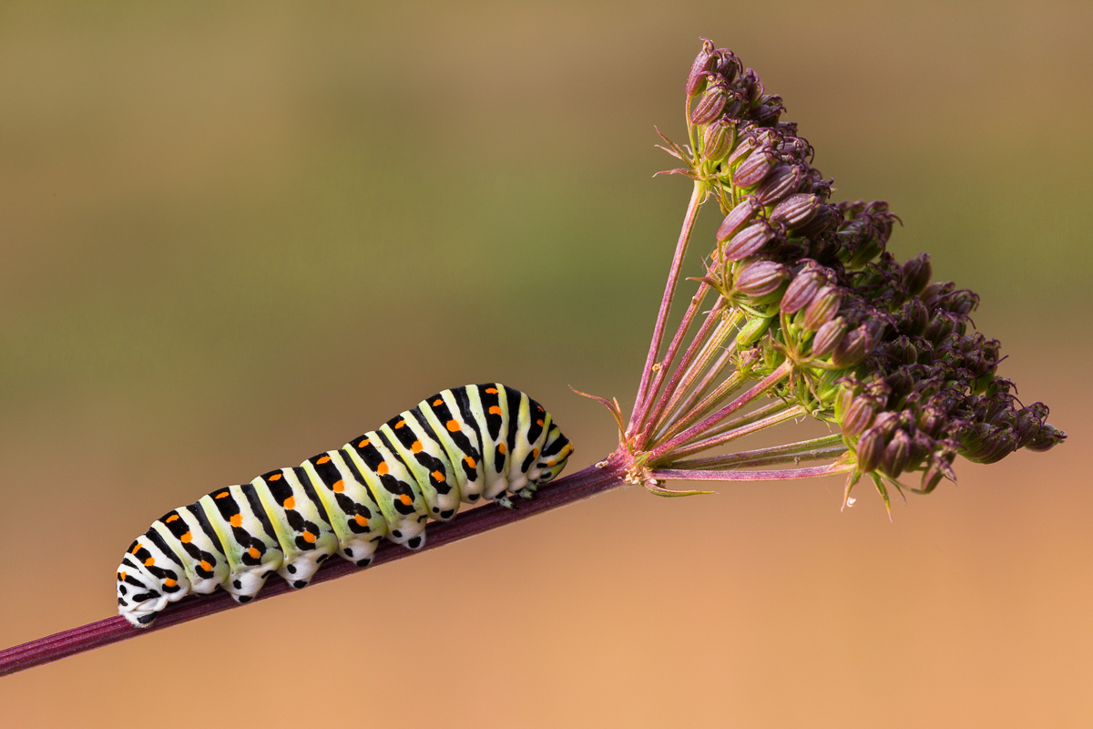 Swallowtail caterpillar on plant nurse (Umbellifers)
