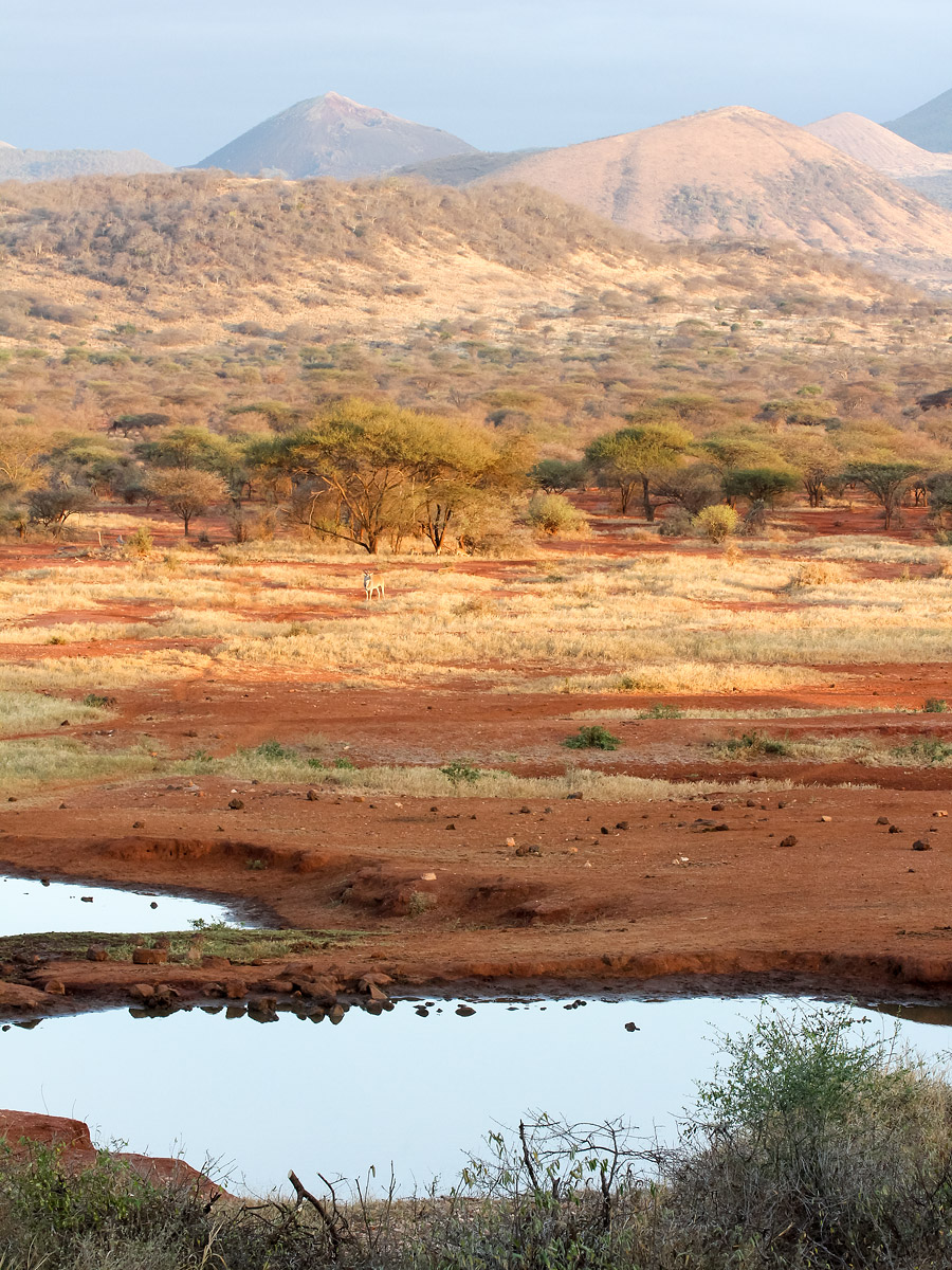 Awakening in Tsavo West