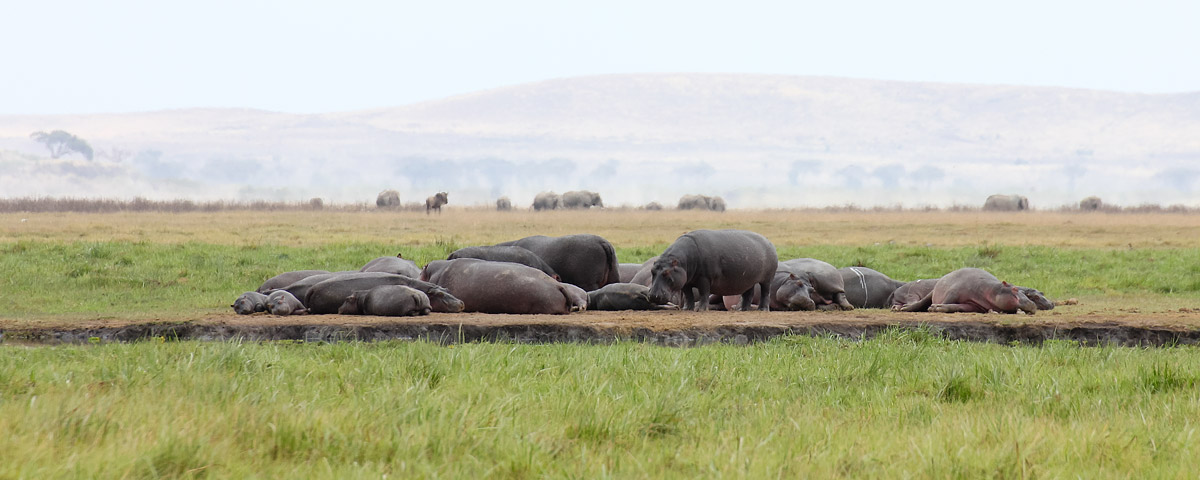 The extended family ...