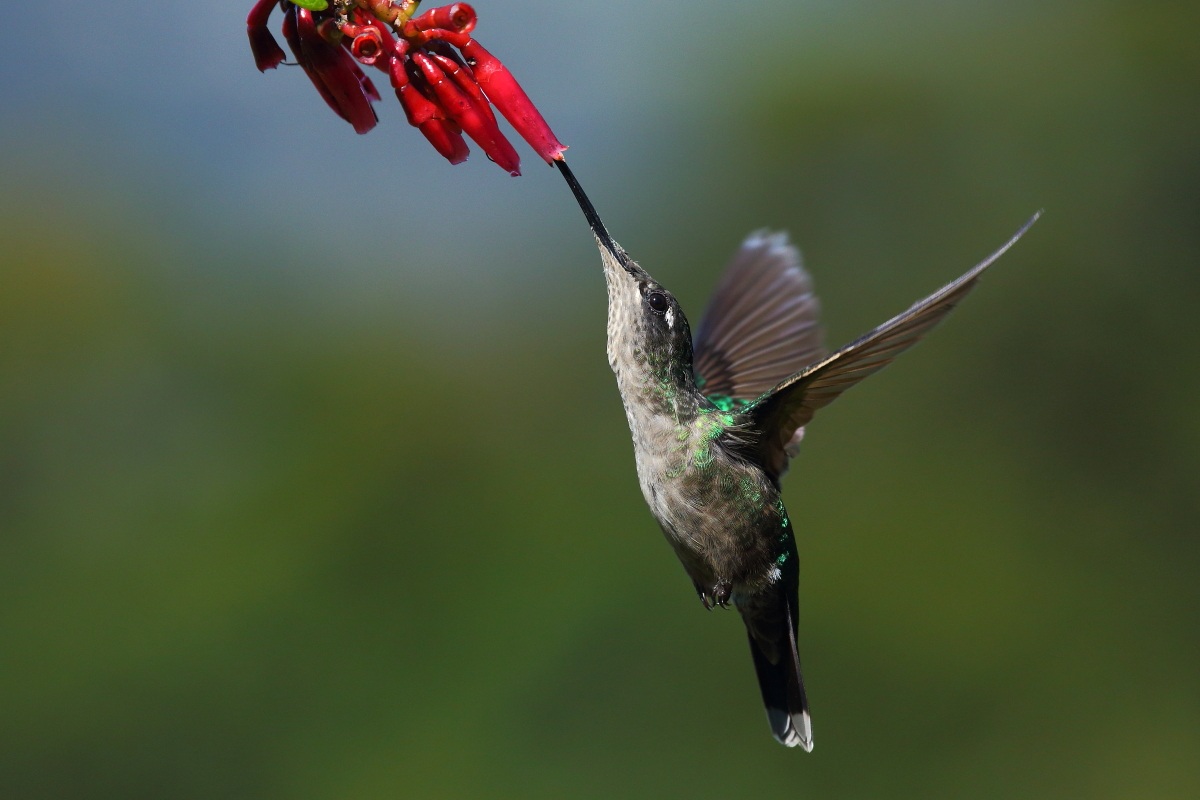 Colibrì magnifico