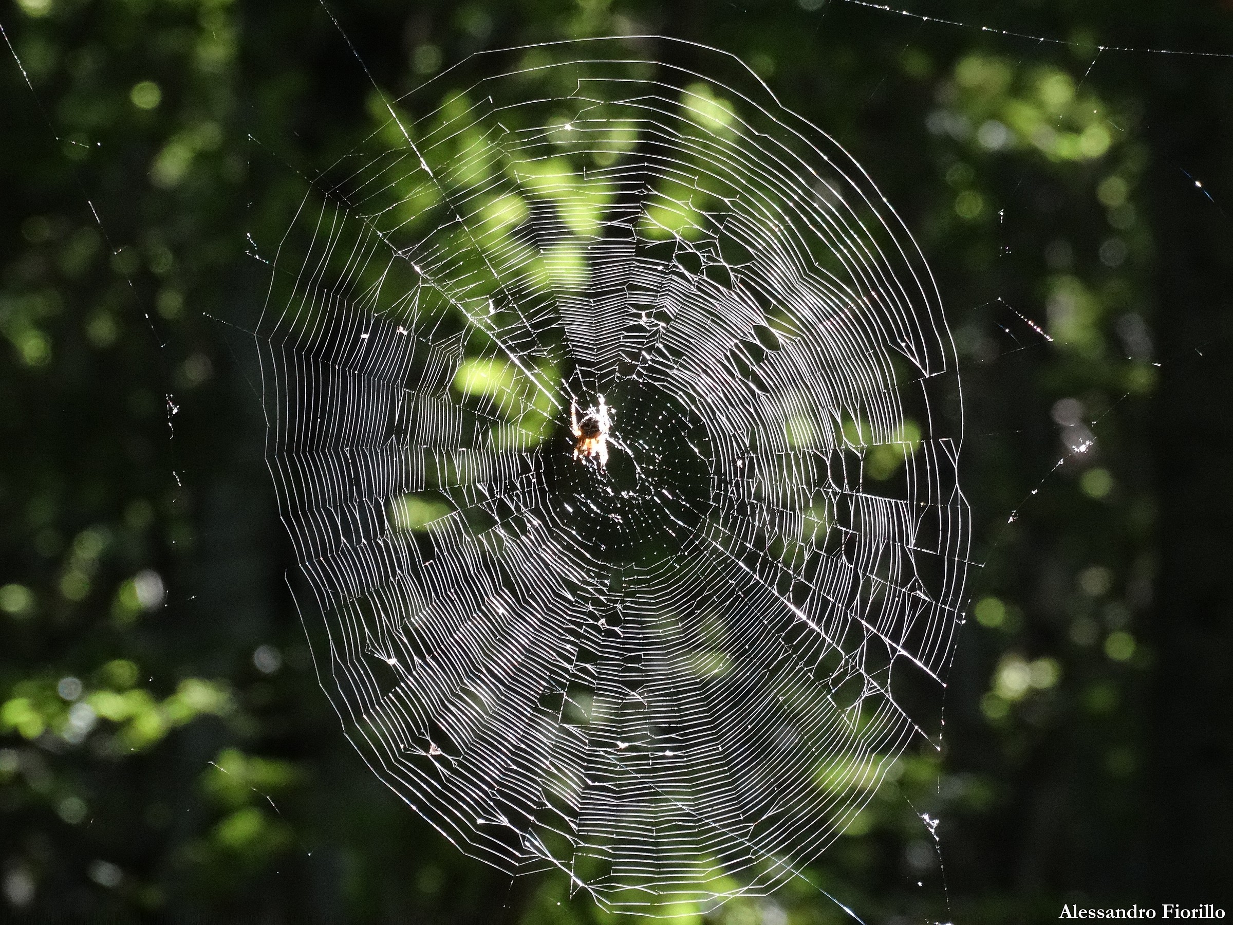 Spider Web with Spider