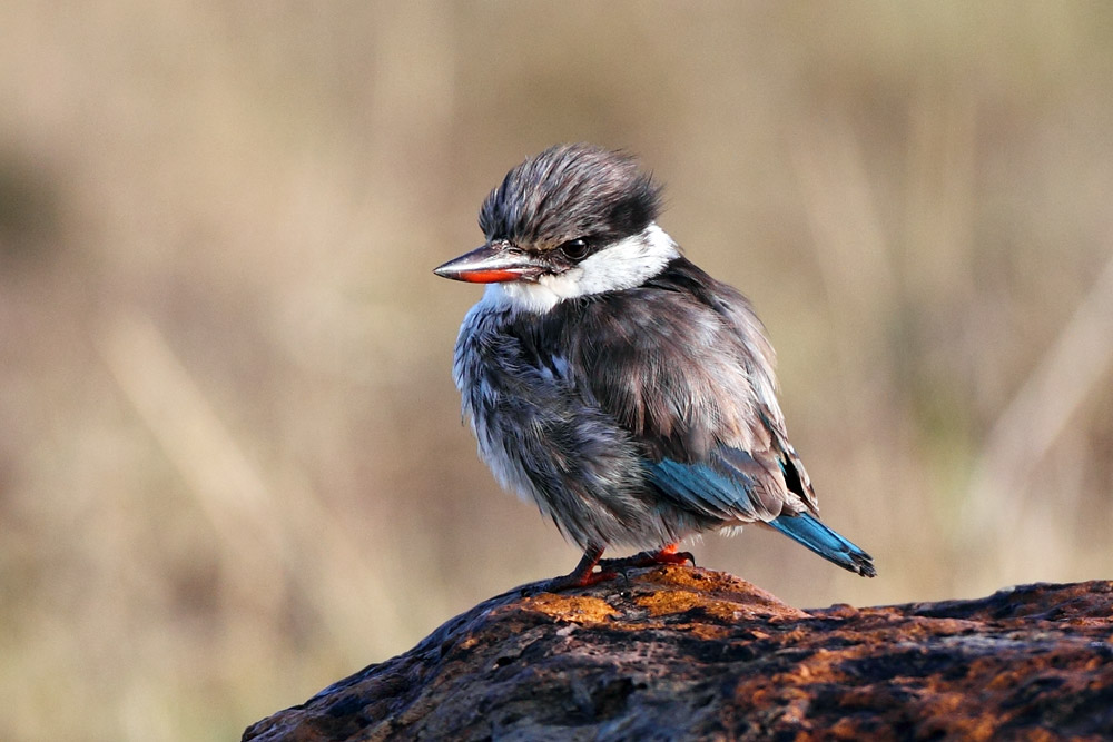 Striped Kingfisher (Martin pescatore striato)