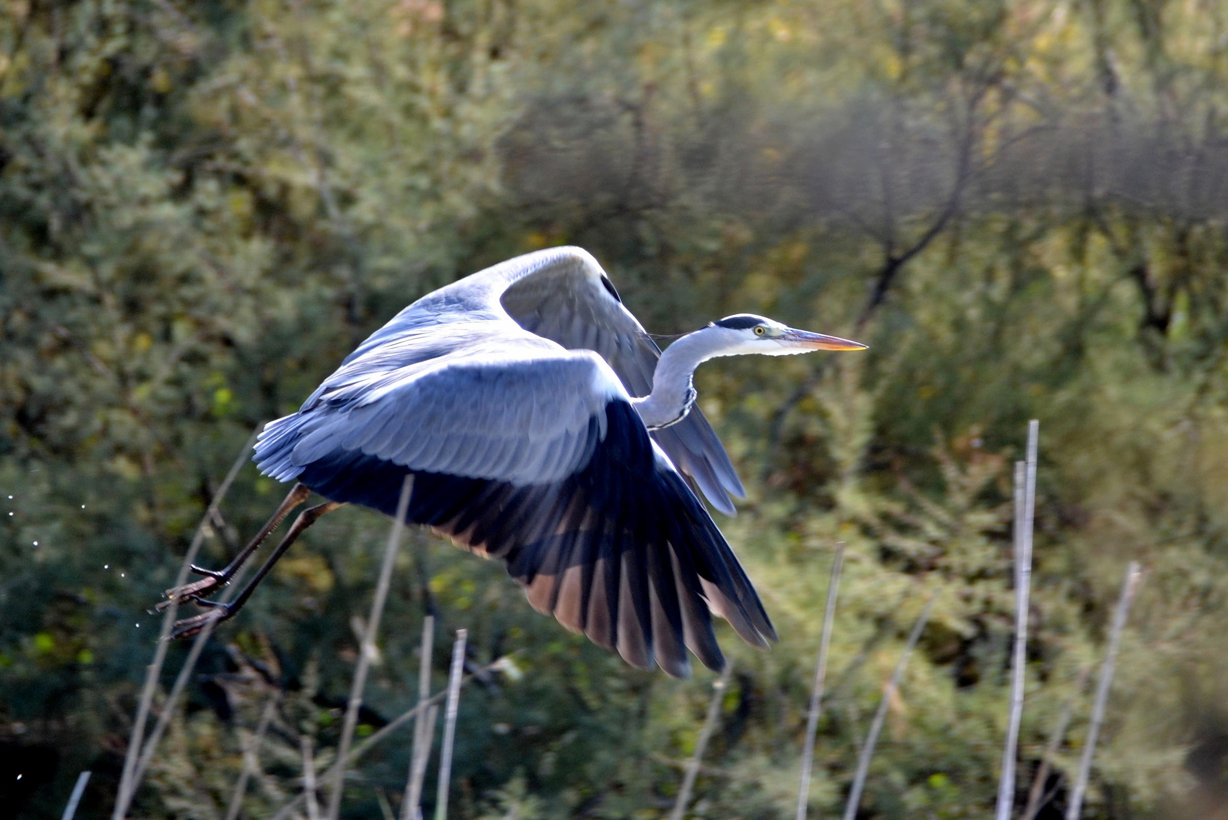 gray heron