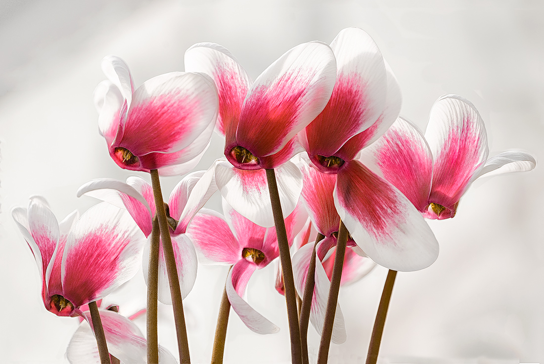 Arrivano i ciclamini