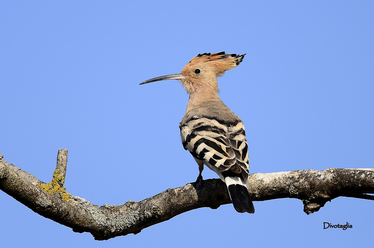 Hoopoe (Hoopoe Upupa)