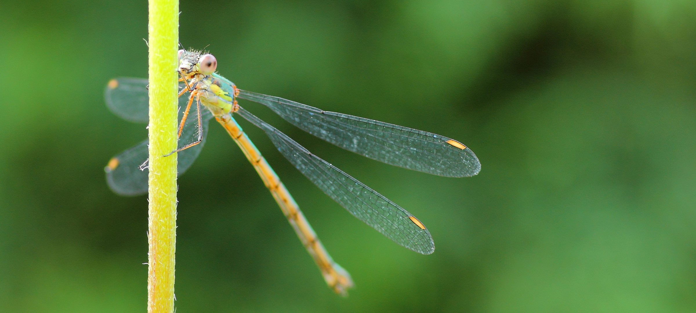 Ischnura elegans... controluce