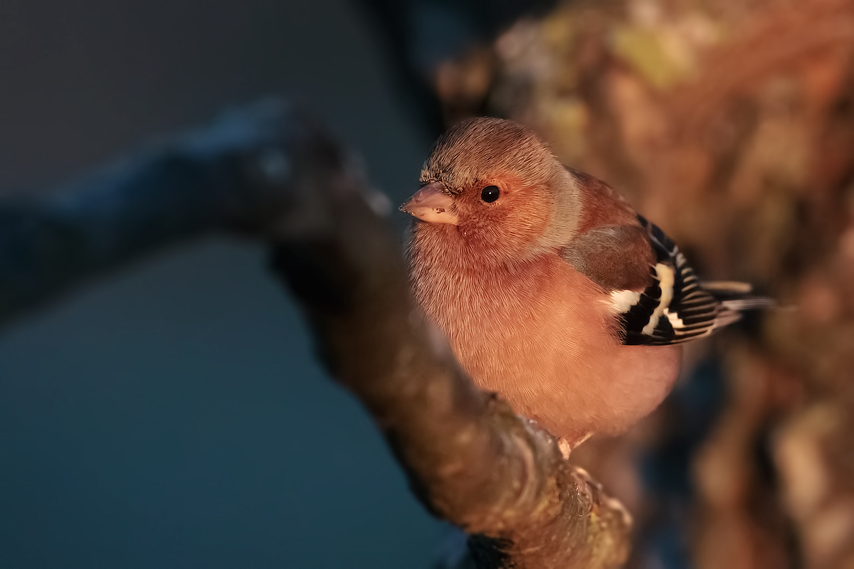 finch dawn