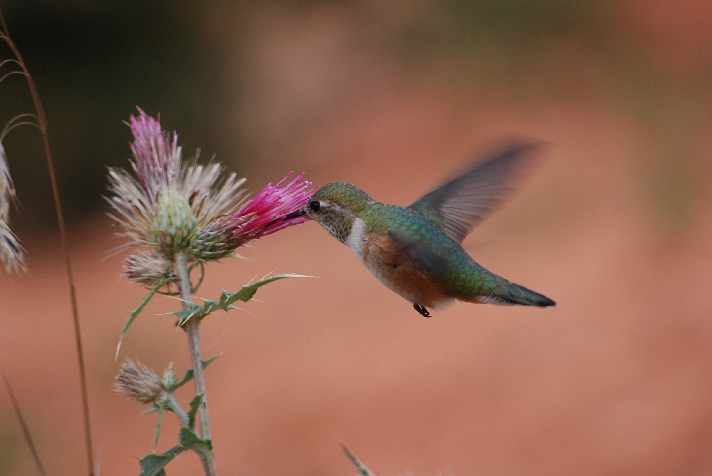 colibrì al lavoro