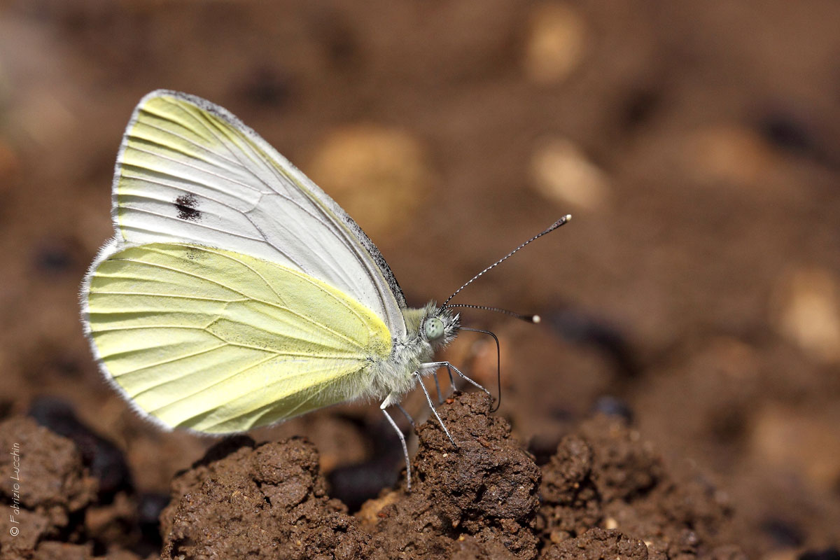 Pieris mannii
