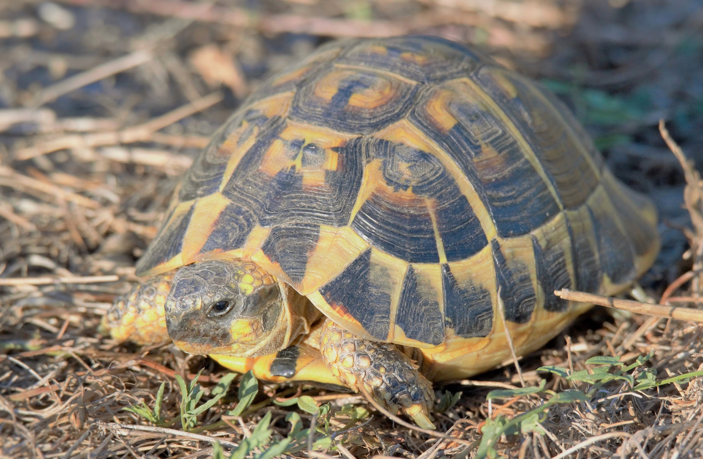 Testudo hermanni -'s tortoise - Tostoine