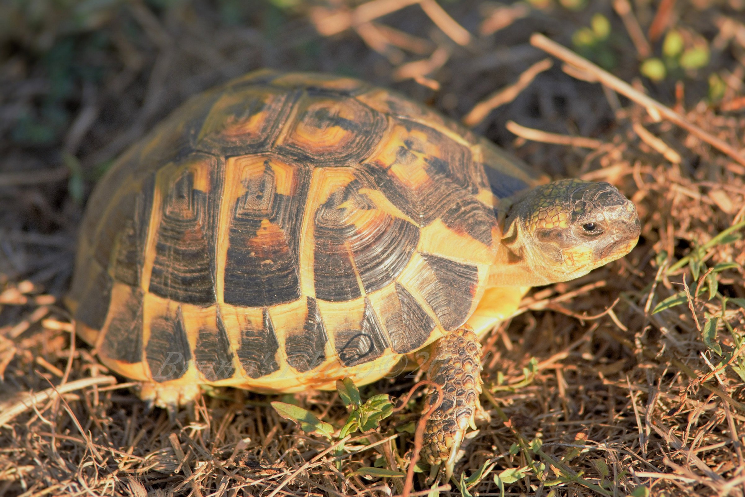 Testudo hermanni -'s tortoise - Tostoine