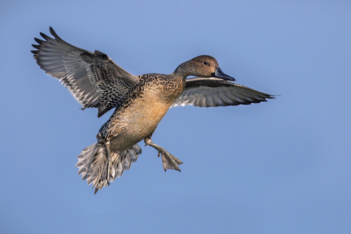 L'arrivo della codona
