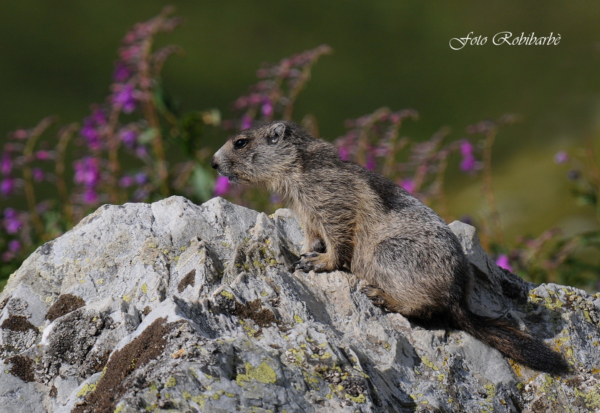 Marmottino...in fiore...