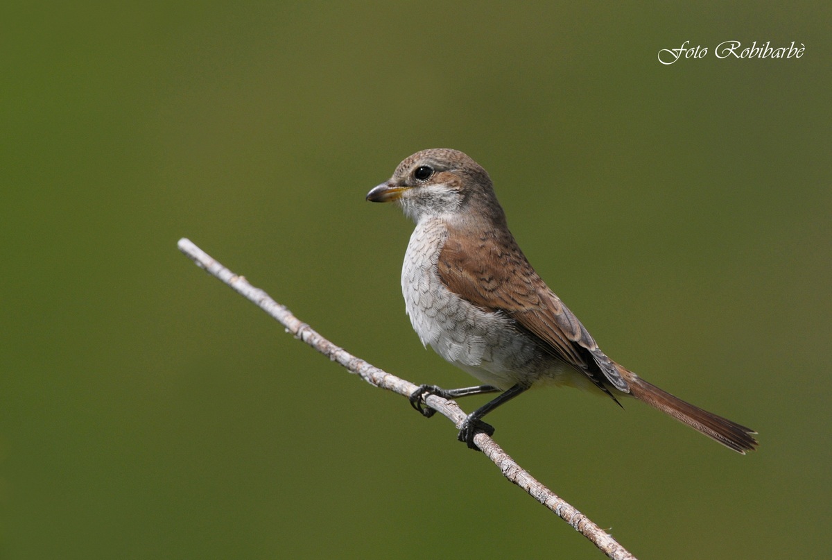 Averla... impettita...