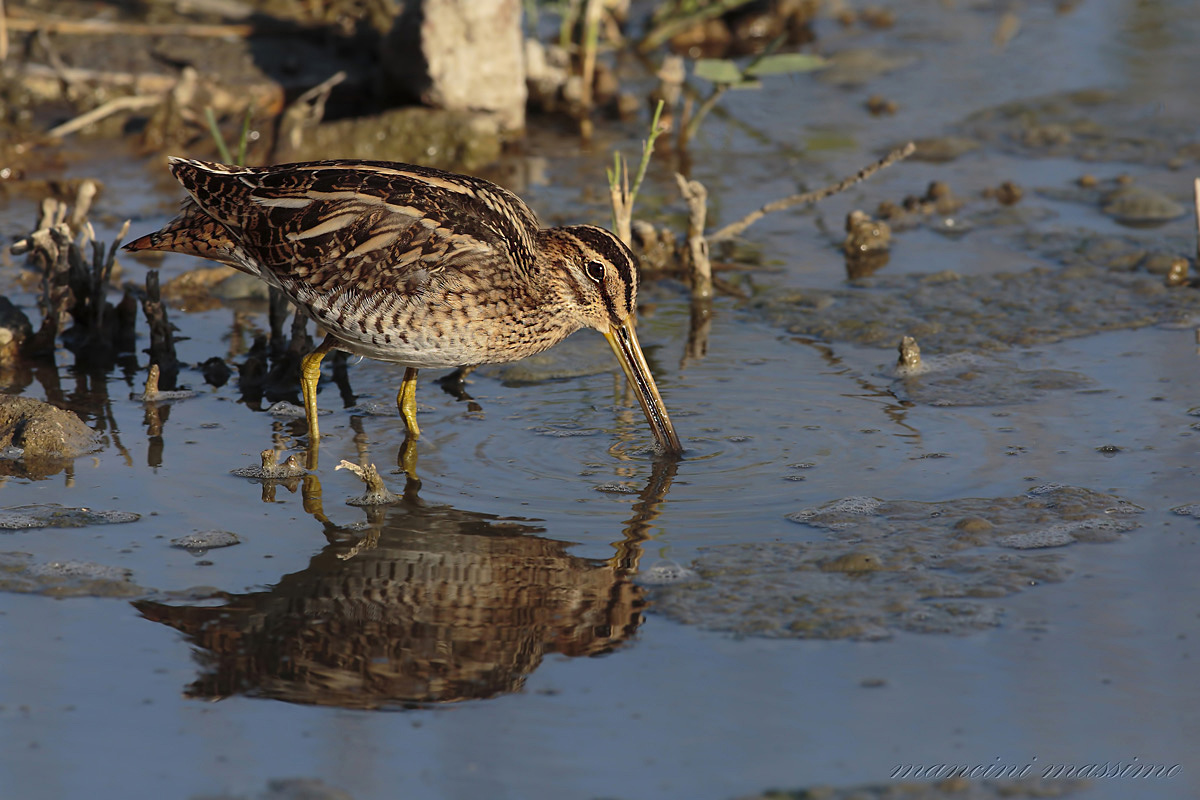Common Snipe (Gallinago Gallinago)