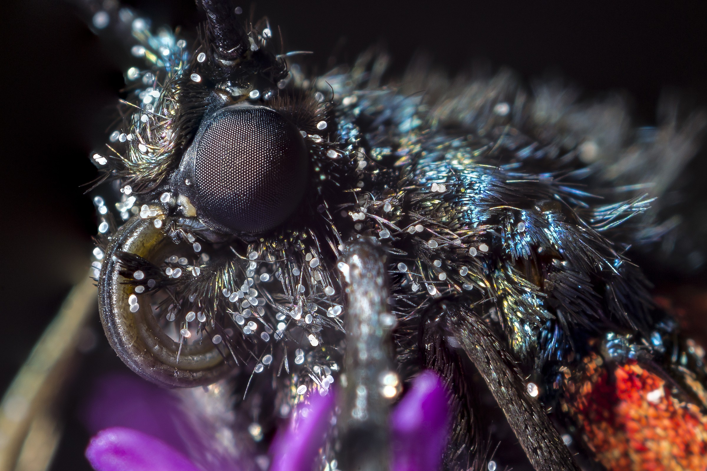 A butterfly at close