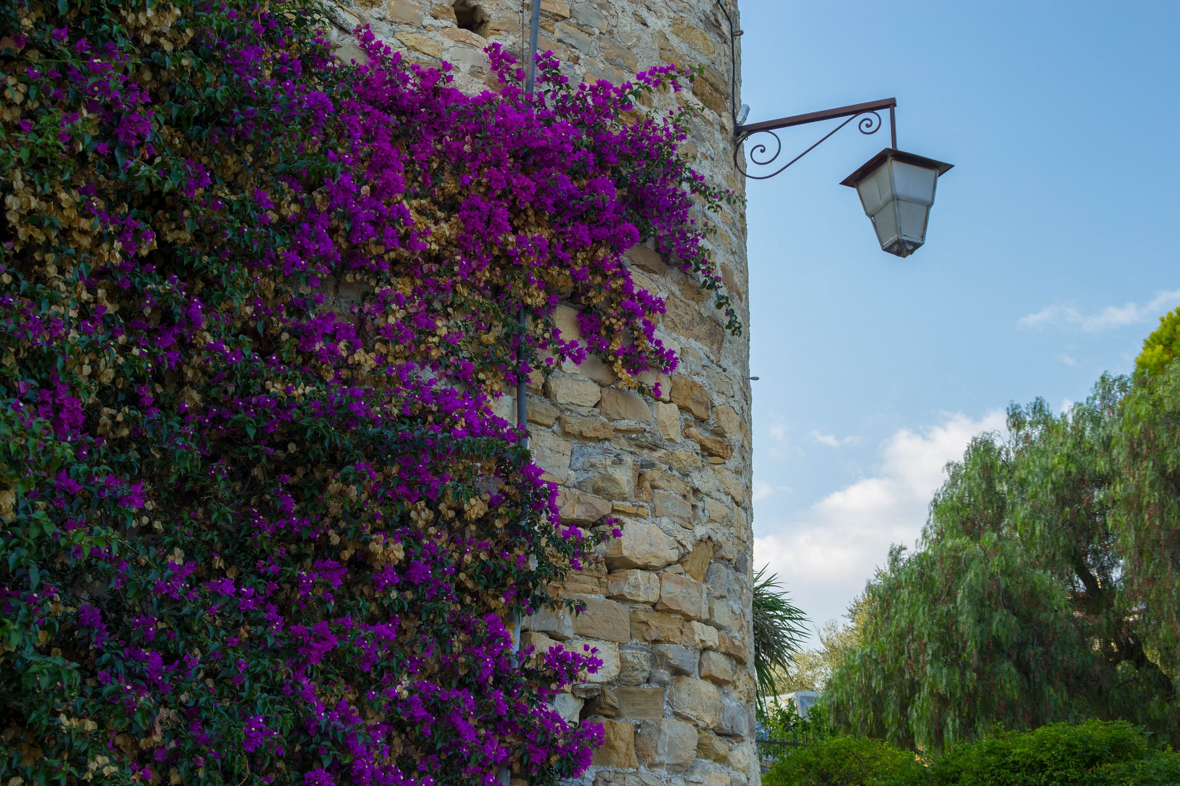 What grows on the wall of the tower?