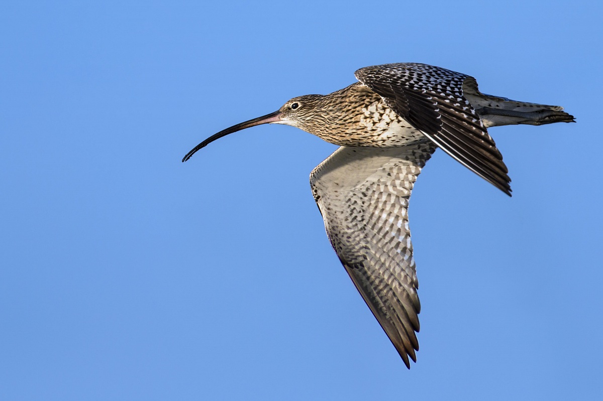 Curlew in flight
