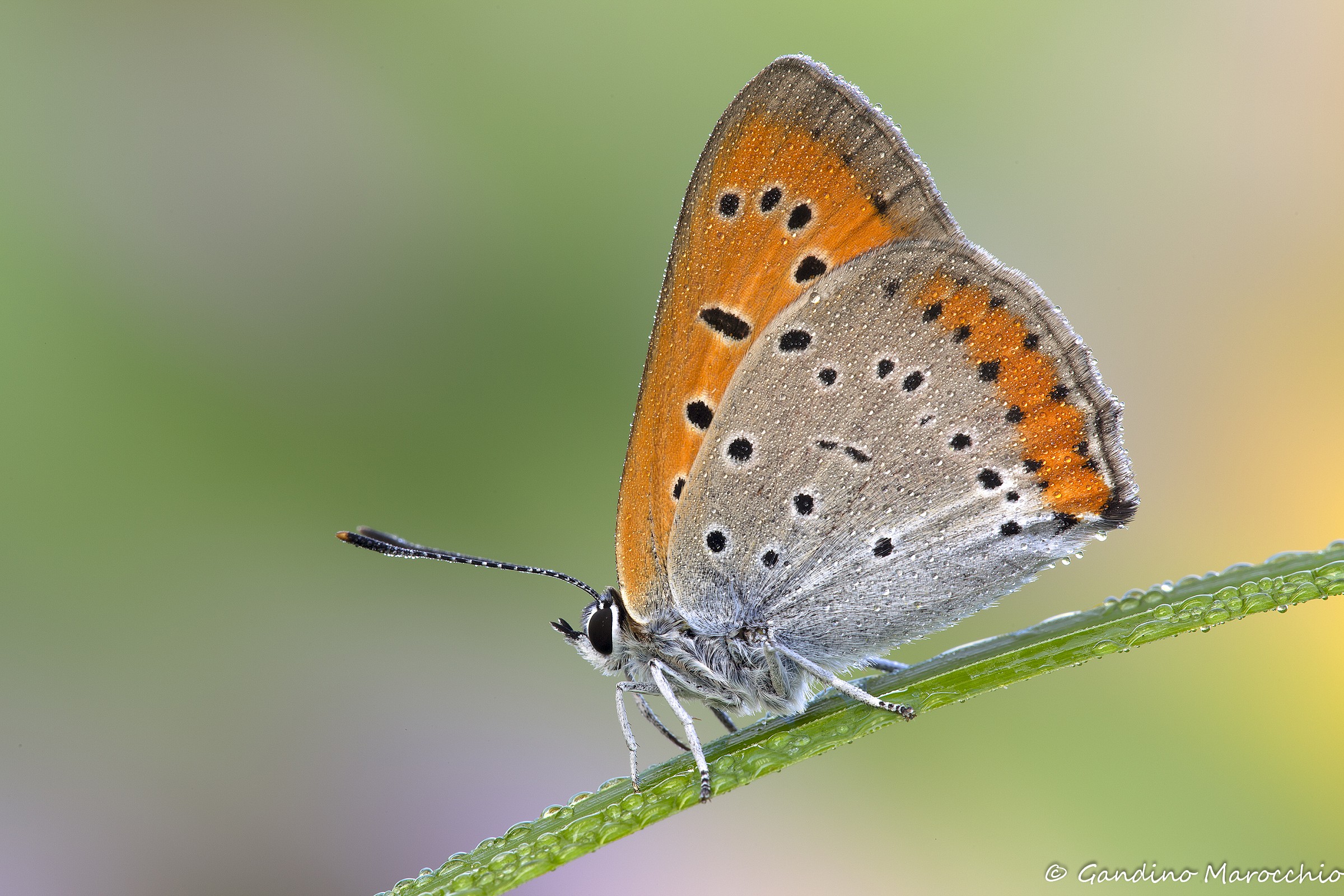 Lycaena dispar
