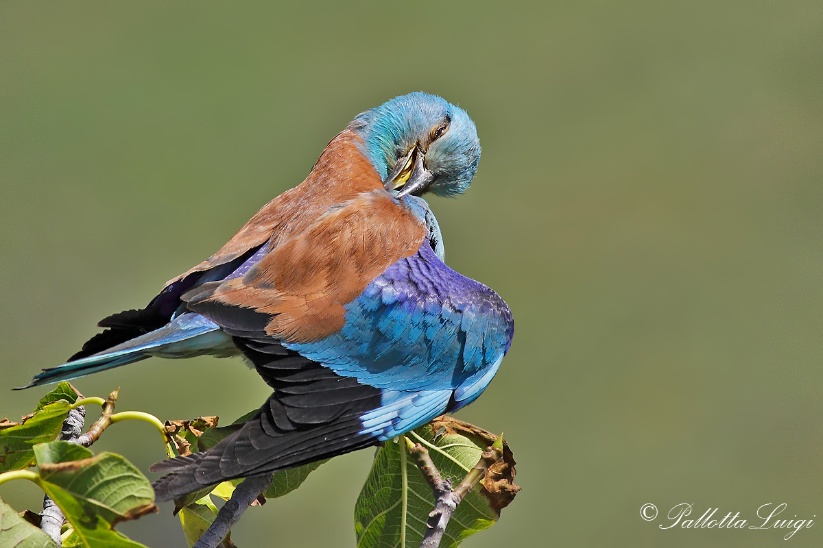 (Coracias garrulous)