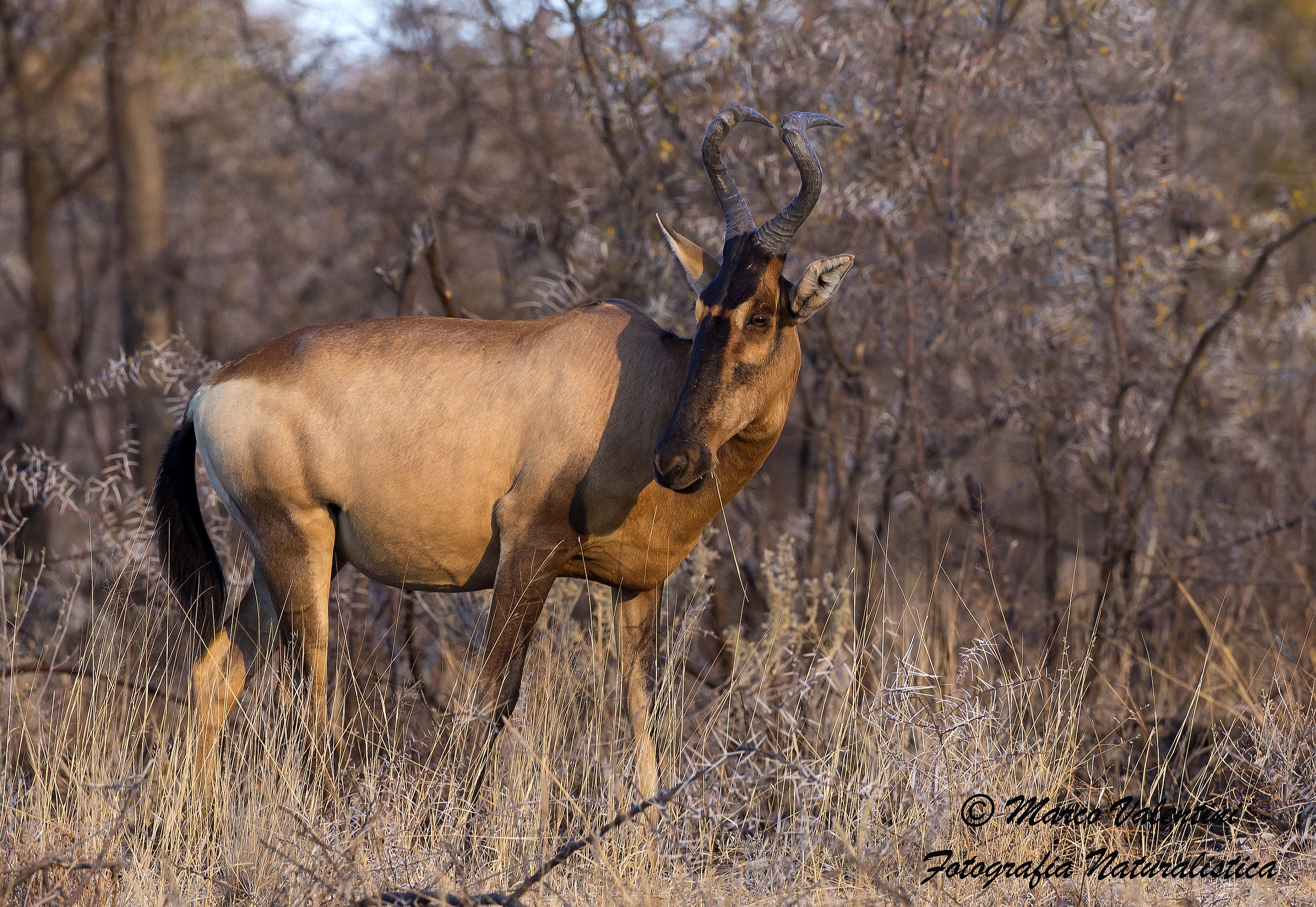 Alcelafo caama al tramonto