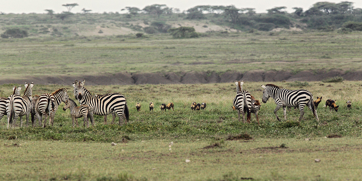 The hunt / 1: from the prey